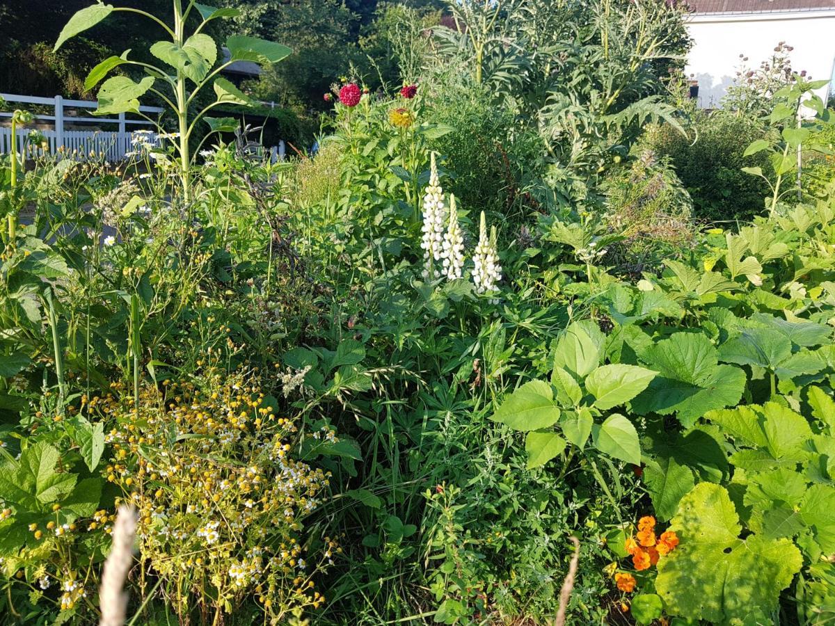 Les Lupins Bed & Breakfast Étretat Eksteriør bilde